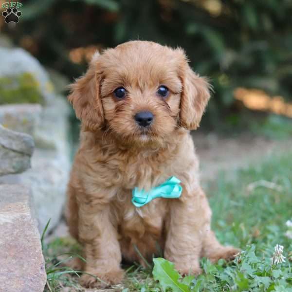 Obadiah, Cavapoo Puppy